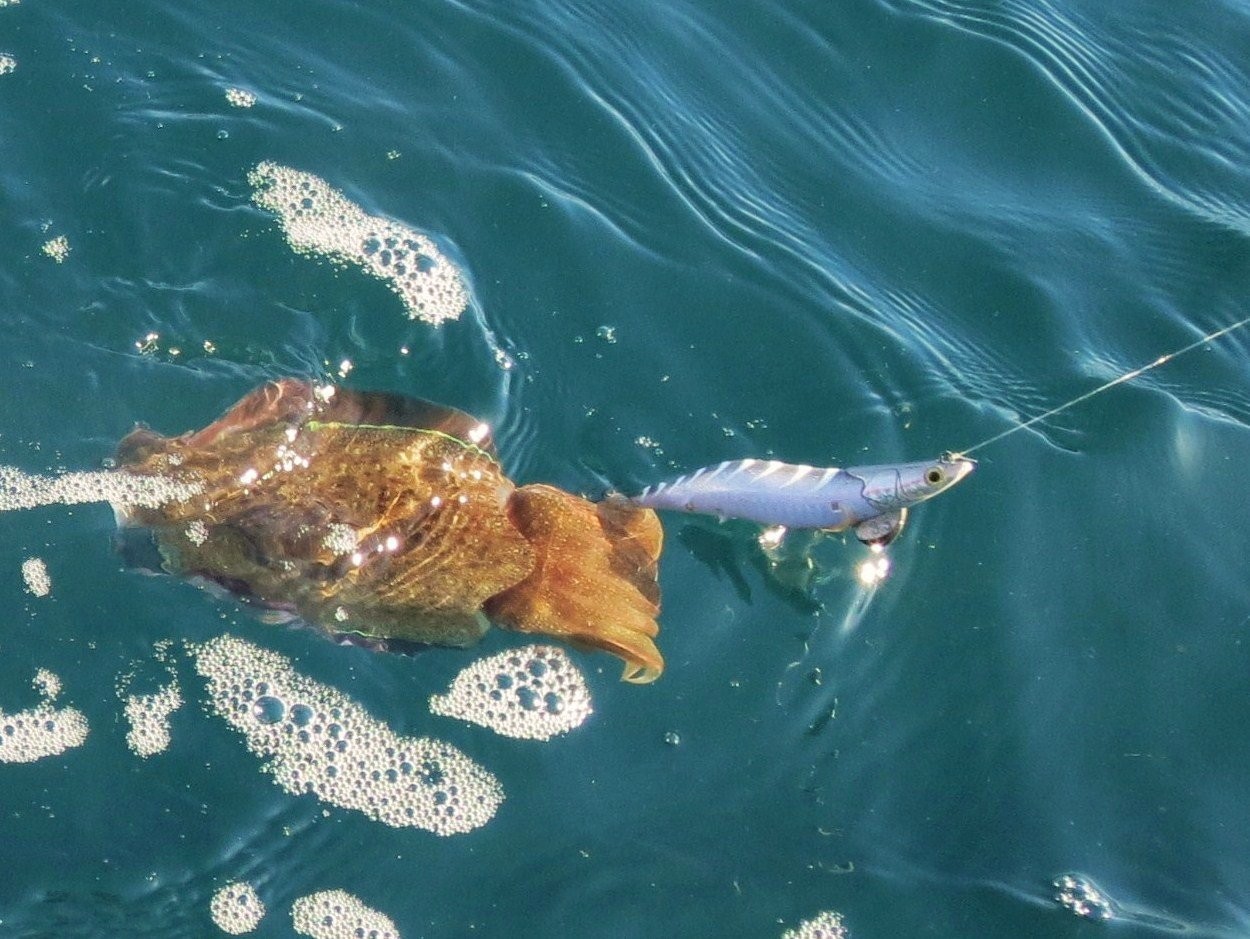 知っていると面白い イカ釣り雑学 イカのやる気を知る方法とイカスミ回避術 Fishing Japan