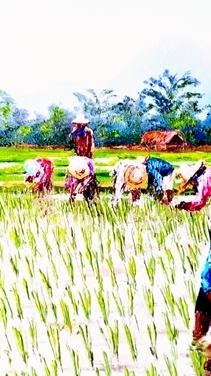 ผลิตภัณฑ์กลุ่มอาชีพ ตำบลแม่นาเติง