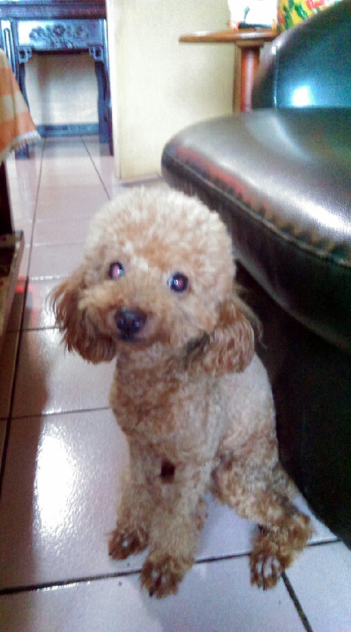 貴賓犬
