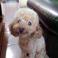 貴賓犬