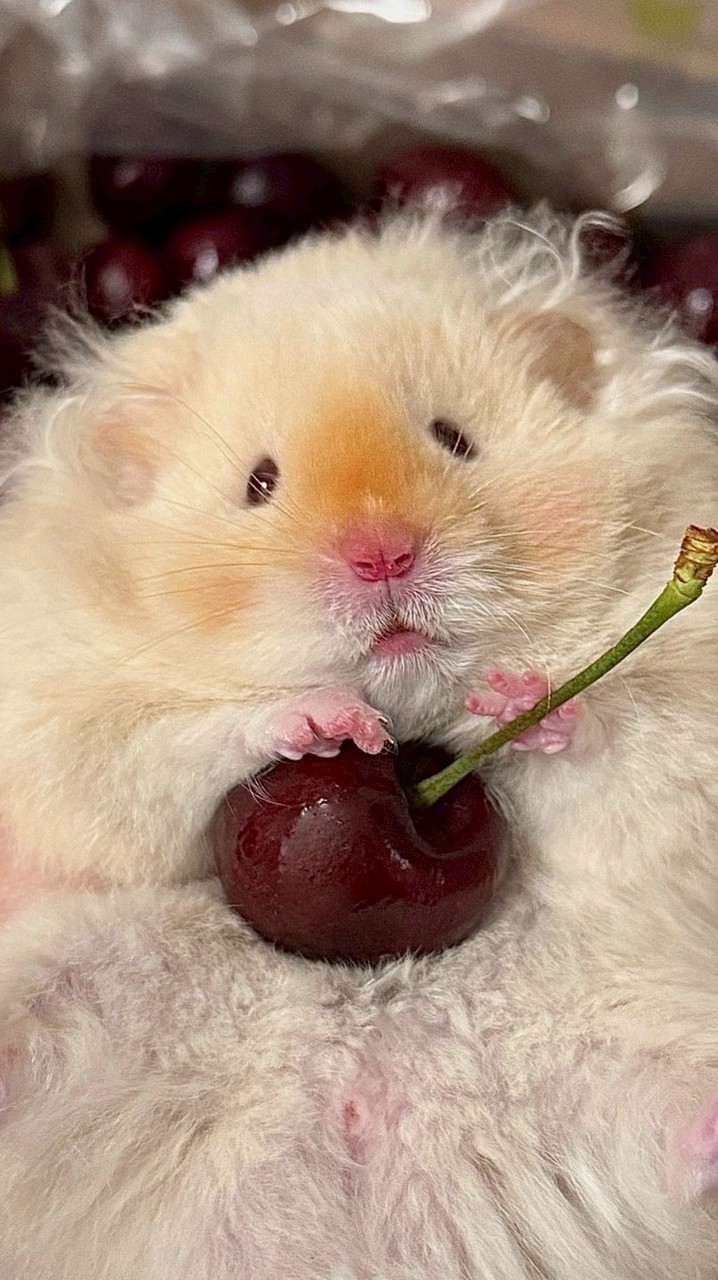 傑利鼠樂園🐹分享鼠寶生活日誌～💖