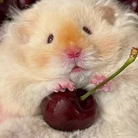 傑利鼠樂園🐹分享鼠寶生活日誌～💖