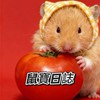 傑利鼠樂園🐹分享鼠寶生活日誌～💖