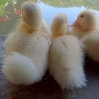 永不背叛