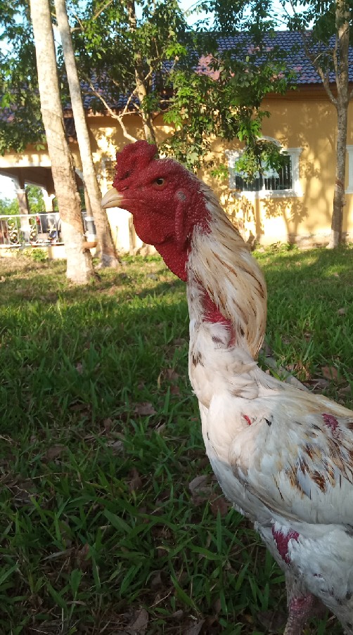 ค่าย นาตกไก่ชน