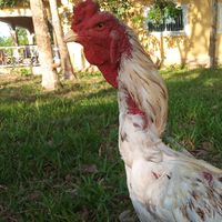 ค่าย นาตกไก่ชน