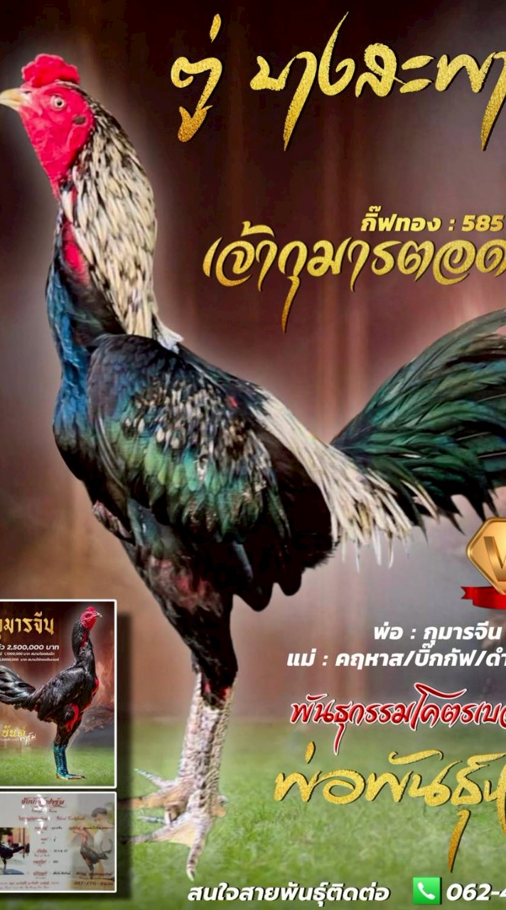 ตู่ บางสะพาน พัฒนาสายพันธ์โกเซ้ม/ชัยยันต์ จังหวัดประจวบคีรีขันธ์