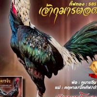 ตู่ บางสะพาน พัฒนาสายพันธ์โกเซ้ม/ชัยยันต์ จังหวัดประจวบคีรีขันธ์