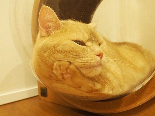 そばで寝たがる猫たち 股の間 に入るのが好きなワケ