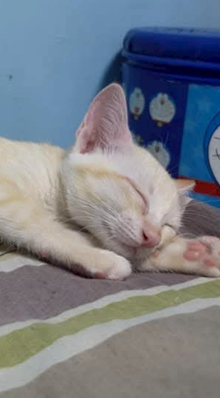 พวกหนูจะไปไดม่อน