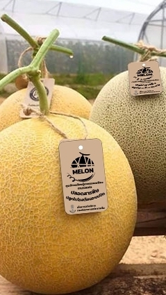 สั่งซื้อ Melon วศ.ทร.