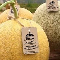 สั่งซื้อ Melon วศ.ทร.