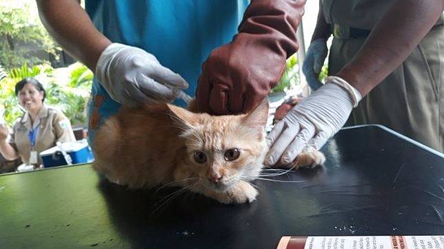 Gara Gara Virus Corona Warga China Lempar Hewan Peliharaan Ke Jalan