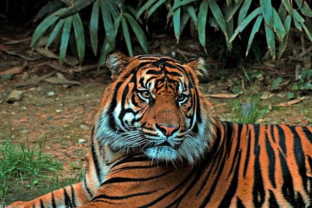 Gambar Animasi Harimau Sumatera Gambar Animasi Keren