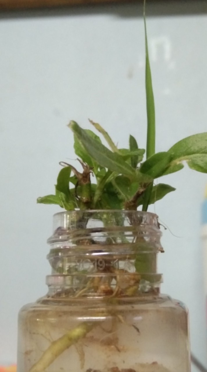 roblox net thailand(กลุ่มหาเพื่อนเล่นโรบล็อก)