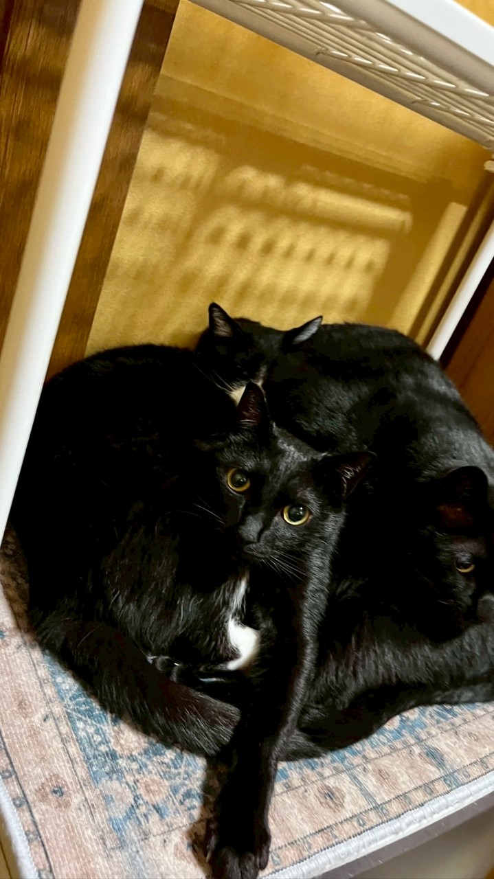動物好き交流会