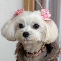 ❤︎マルチーズ倶楽部❤