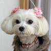 ❤︎マルチーズ倶楽部❤