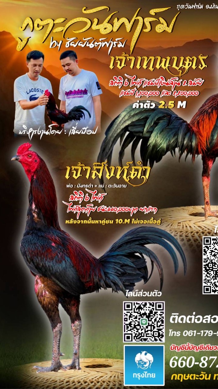 กลุ่มอัพเดทแม่พันธุ์ฝากผสม เจ้าสิงห์ดำ_เจ้าเทพบุตร ภูตะวันฟาร์ม