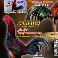 กลุ่มอัพเดทแม่พันธุ์ฝากผสม เจ้าสิงห์ดำ_เจ้าเทพบุตร ภูตะวันฟาร์ม