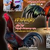 กลุ่มอัพเดทแม่พันธุ์ฝากผสม เจ้าสิงห์ดำ_เจ้าเทพบุตร ภูตะวันฟาร์ม