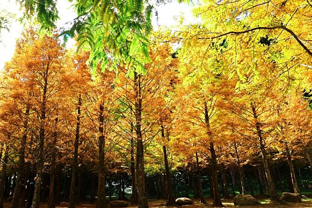 ▲圖片來源：愛上杉林溪fb