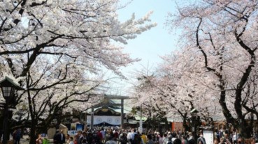 柚子唱「靖國之櫻」得罪了誰？