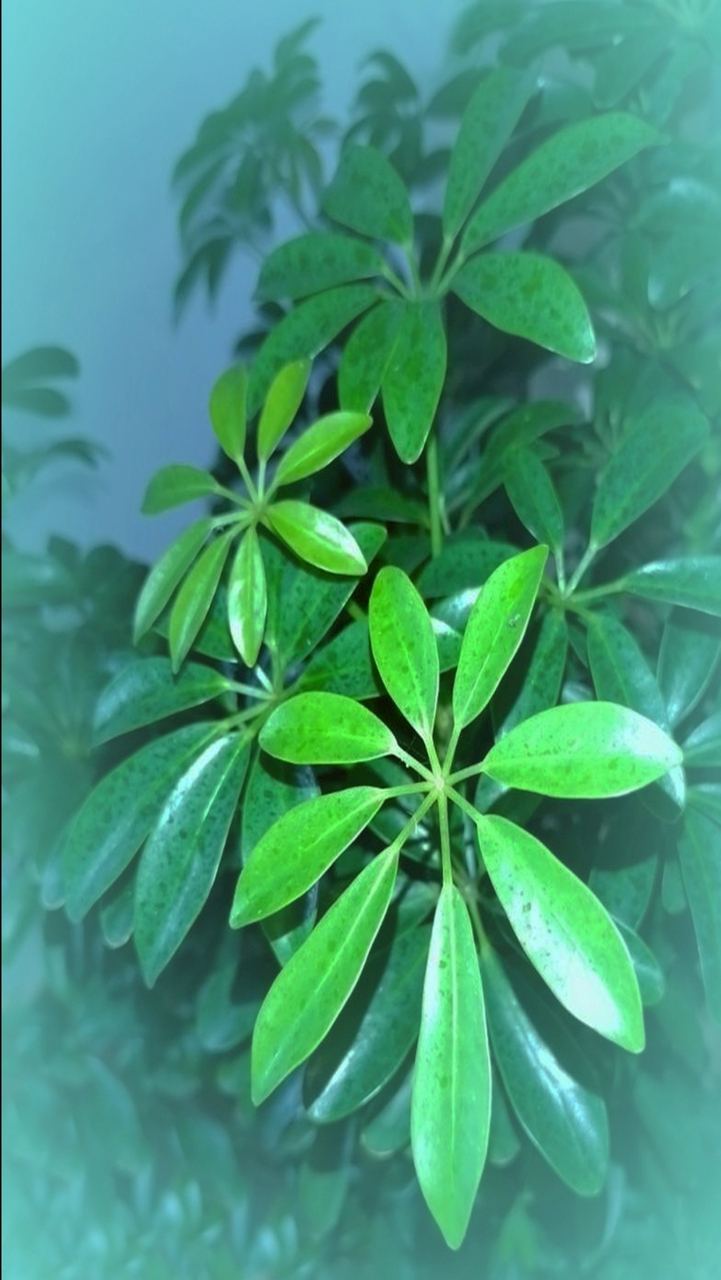 孝德桌球聯誼會