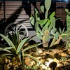KARHU Plants |モンステラ・アガベ交流広場