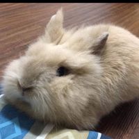國際永續創新行動社