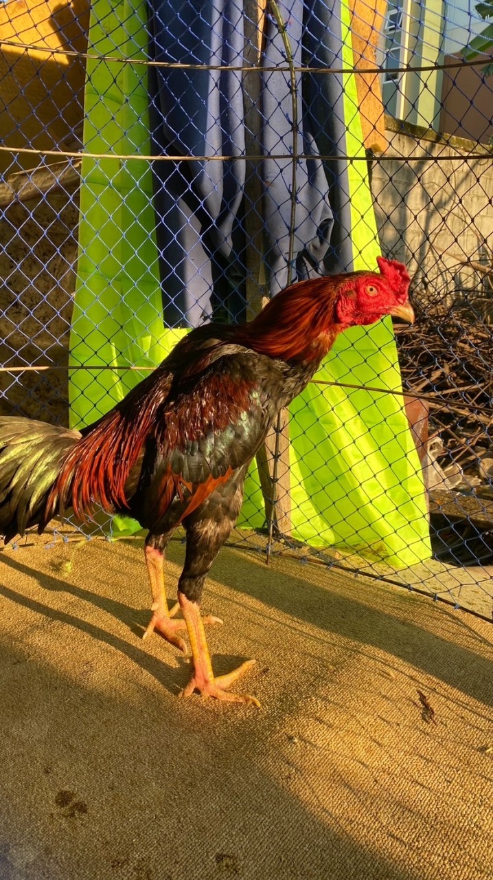 ซื้ิอขายไก่ชนพื้นเมือง