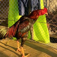 ซื้ิอขายไก่ชนพื้นเมือง