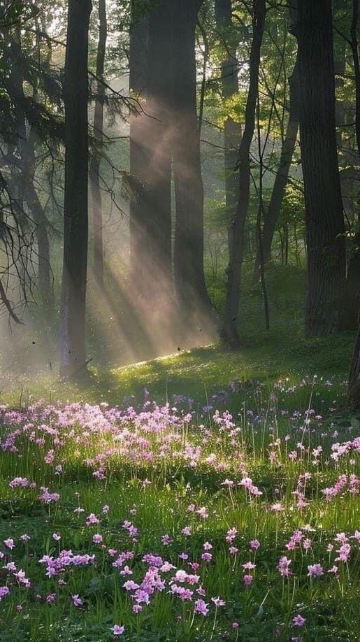 或い日 森の中 で