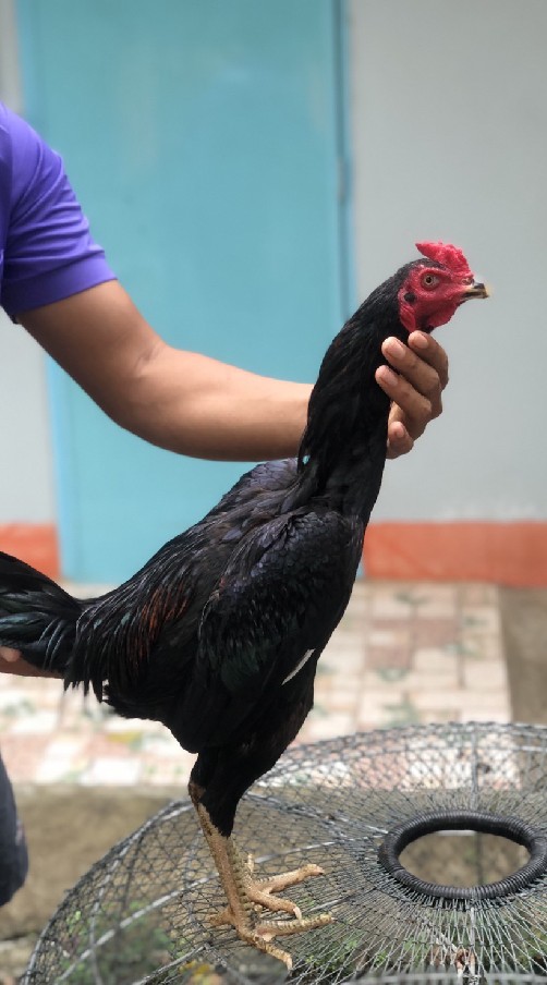 💢ต.อันตราย  พม่าสายสมีสุวรรณ🐓🐓