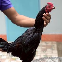 💢ต.อันตราย  พม่าสายสมีสุวรรณ🐓🐓