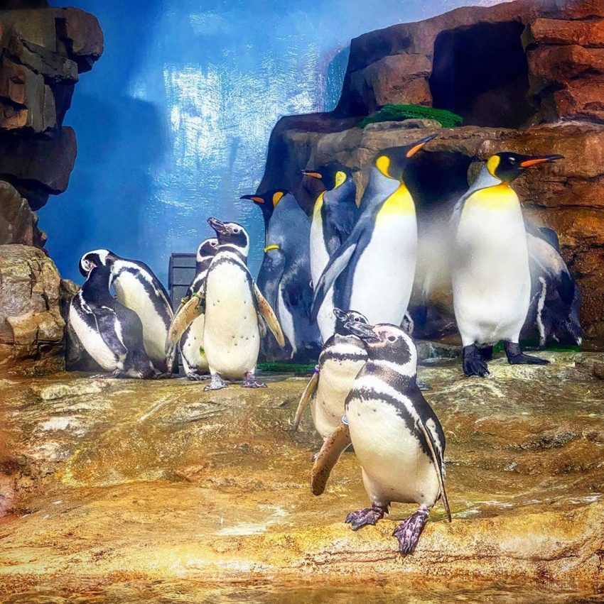 桃園青埔Xpark水族館 _企鵝
