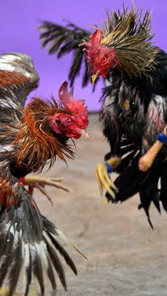 ประกบไก่ชน…พิษณุโลก(ทุกวันพุธ)