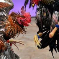 ประกบไก่ชน…พิษณุโลก(ทุกวันพุธ)
