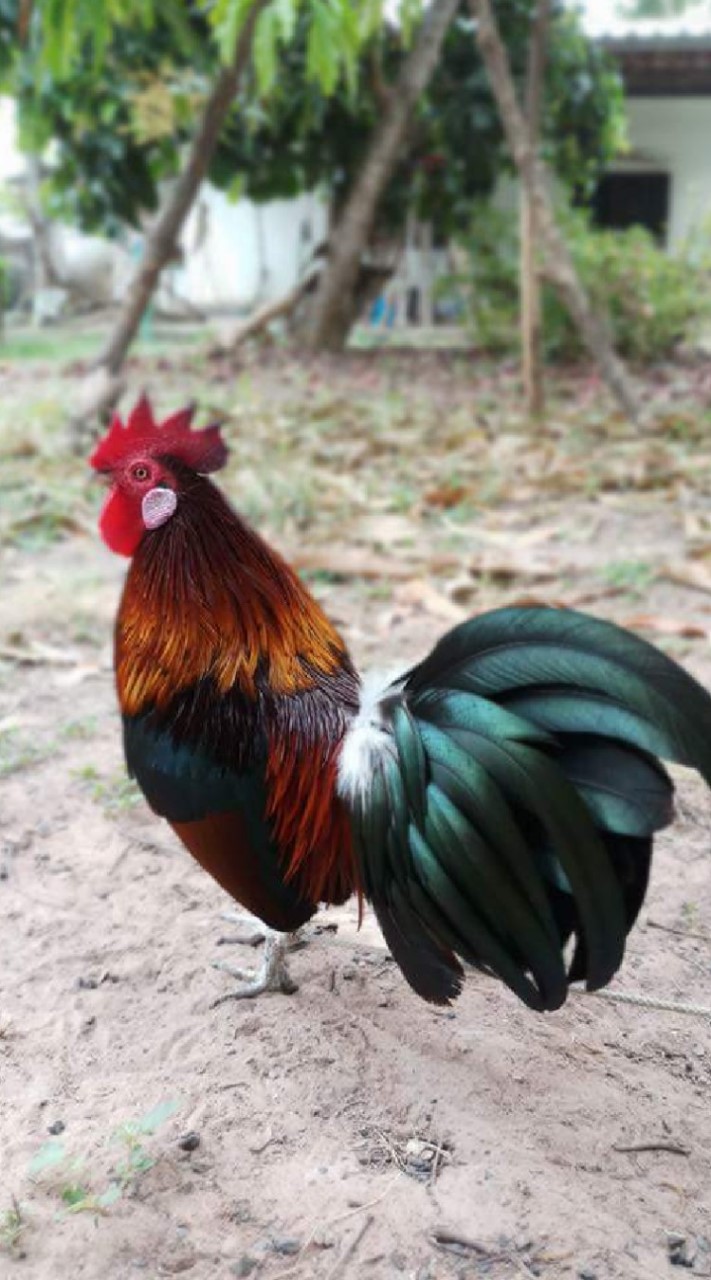 ไก่ต่อ ไก่ตั้ง สังคมแบ่งปันความรู้