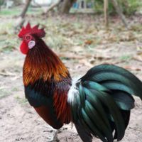 ไก่ต่อ ไก่ตั้ง สังคมแบ่งปันความรู้