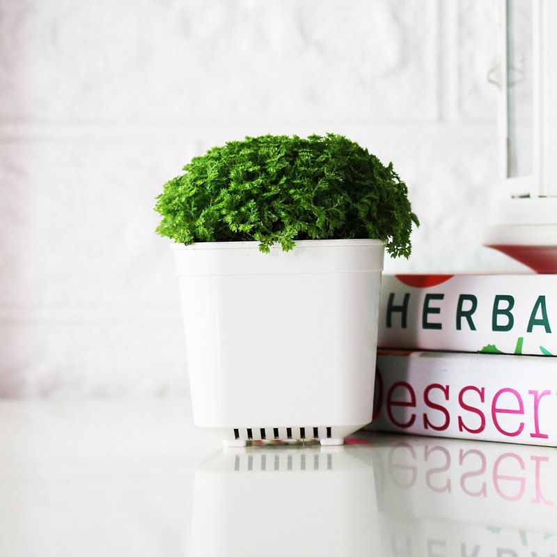 冰淇淋捲柏天生就是長得像半球冰淇淋，不用太多照顧，也不需要太多陽光，朝北的陽台，光亮的室內，有散光的場所。都是適合冰淇淋捲柏生長的地方