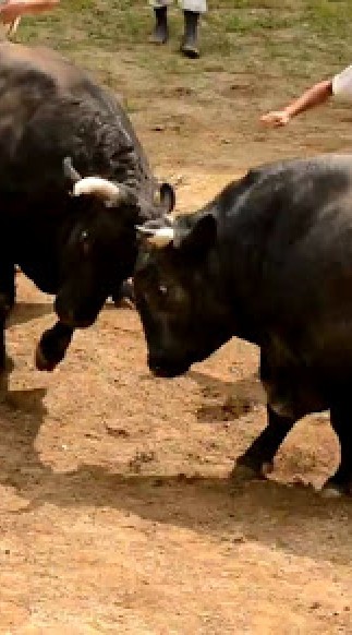 伊仙町　博打と闘牛と選挙の街