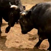 伊仙町　博打と闘牛と選挙の街