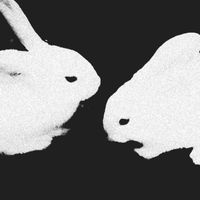 iKNOWu 🐇