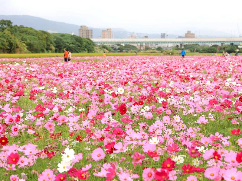 21愛戀關渡花現幸福 5公頃大片花海11 6起免費入場 台灣旅行趣 Line Today