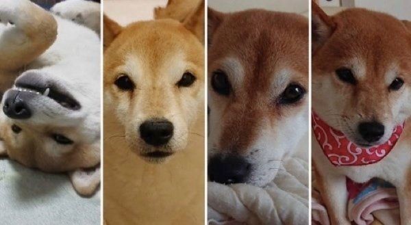 柴犬一家 に家を占拠される様子が最高すぎる