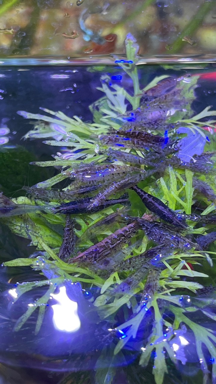 貓咪俱樂部