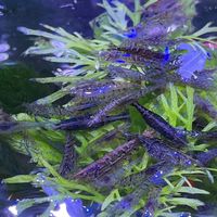 貓咪俱樂部