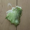 (   ᐕ)なまえわかんない