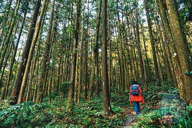 五指山森林公园 五指山森林公园 搜狗百科